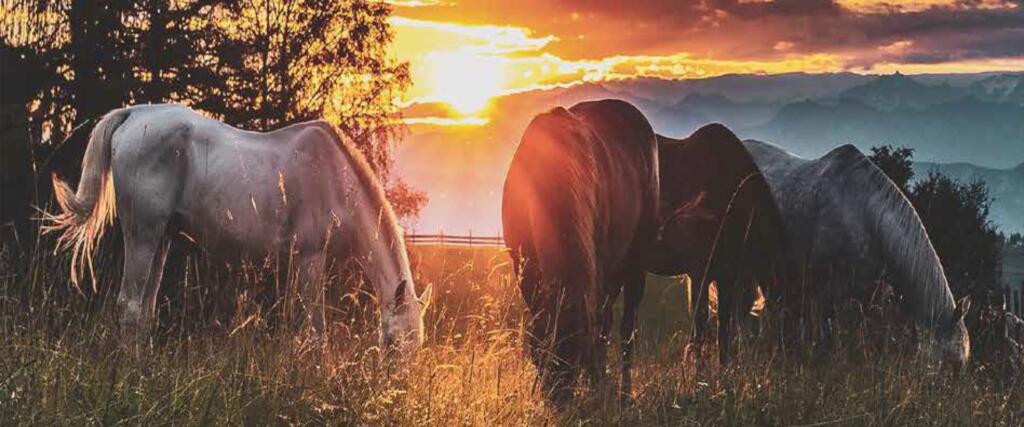 Horses in field